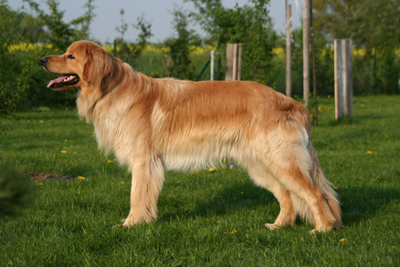 Balduin