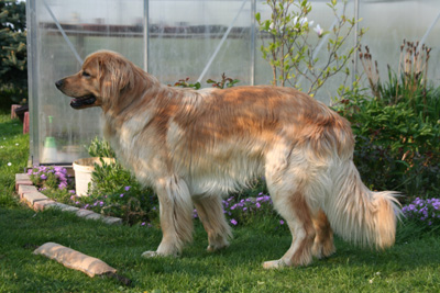 Balduin