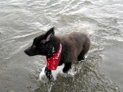 Captain
