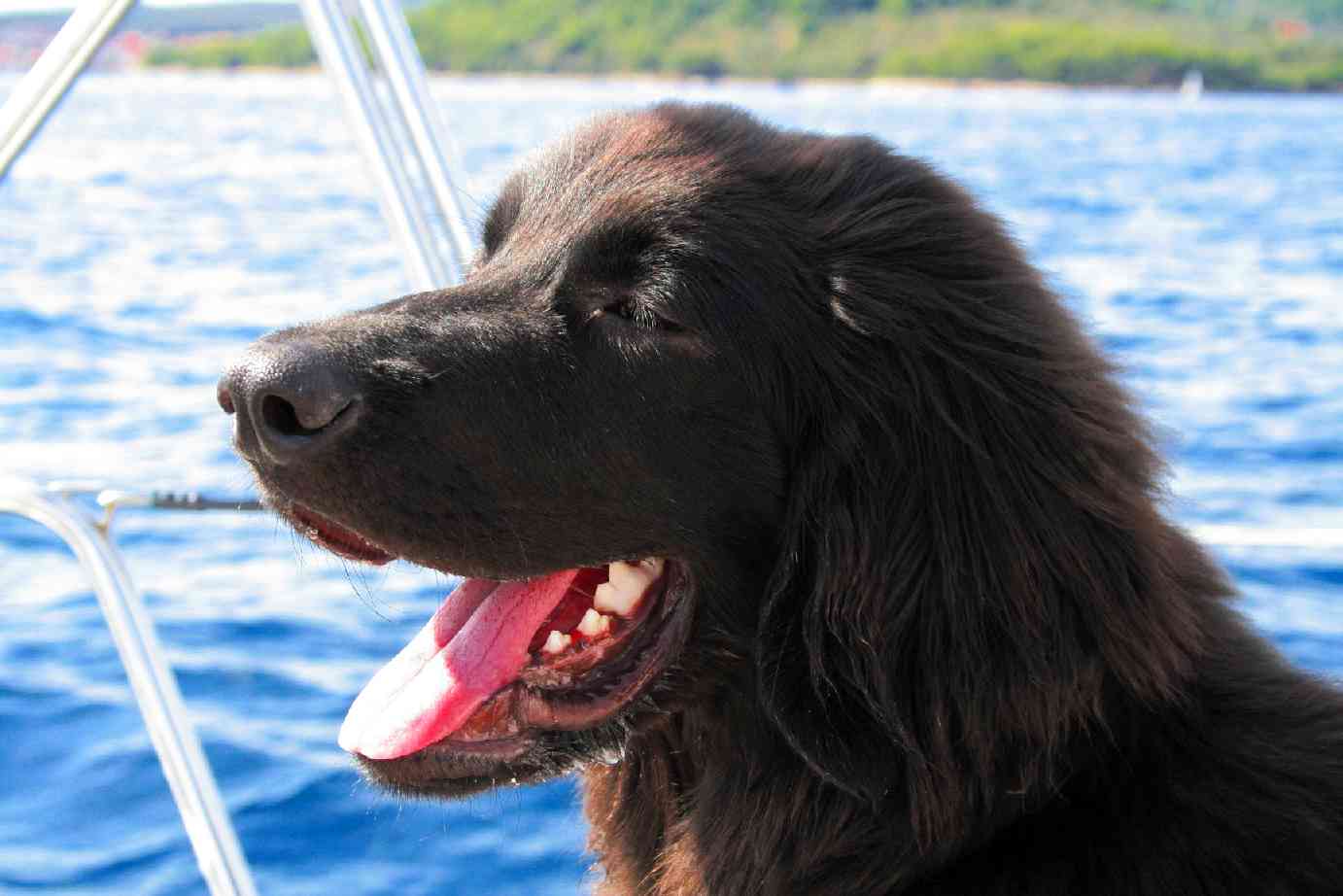 Captain