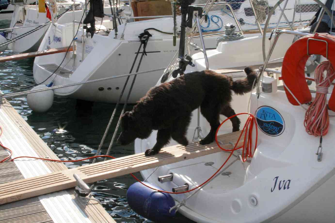 Captain