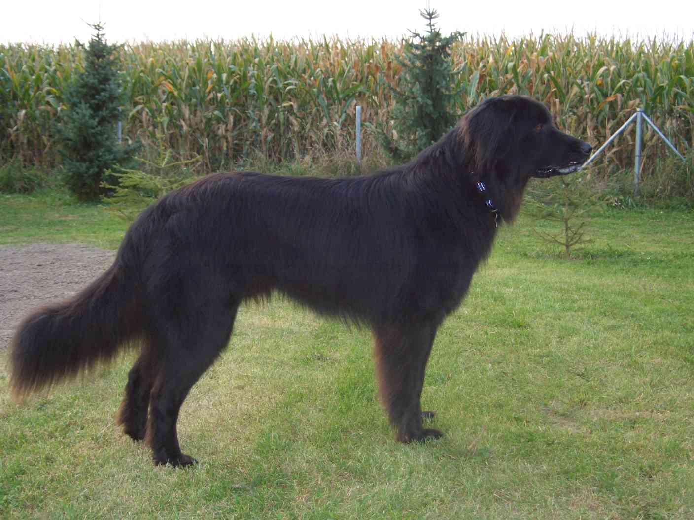 Caspar