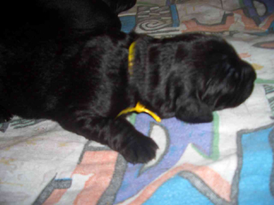 Caspar