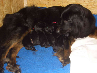Dinah mit Welpen