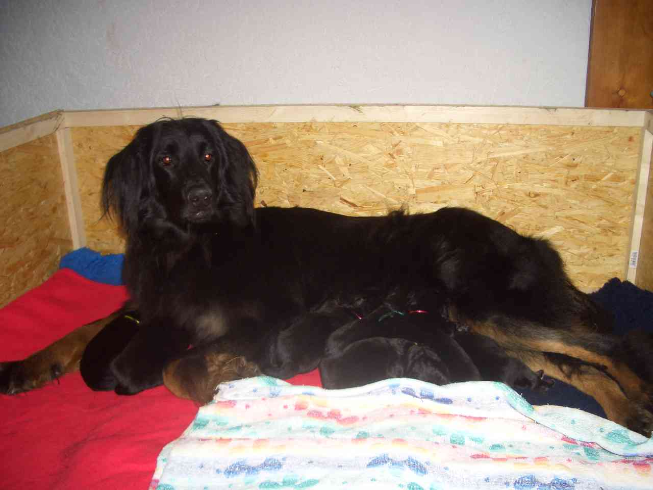 Dinah mit Welpen