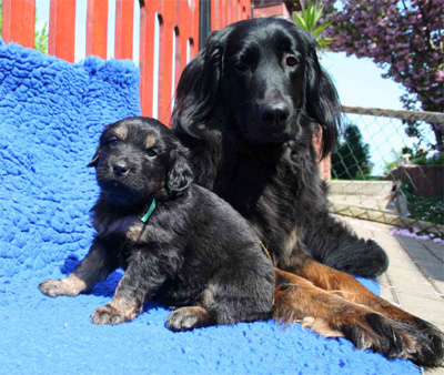 Dinah mit Welpen