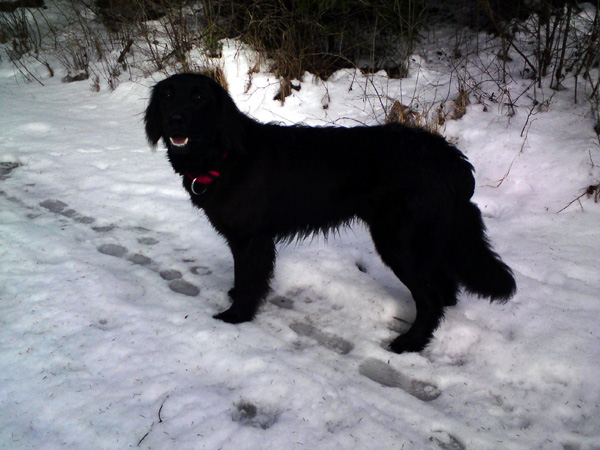 Duke