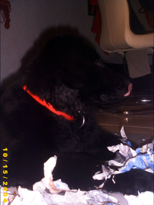 Duke