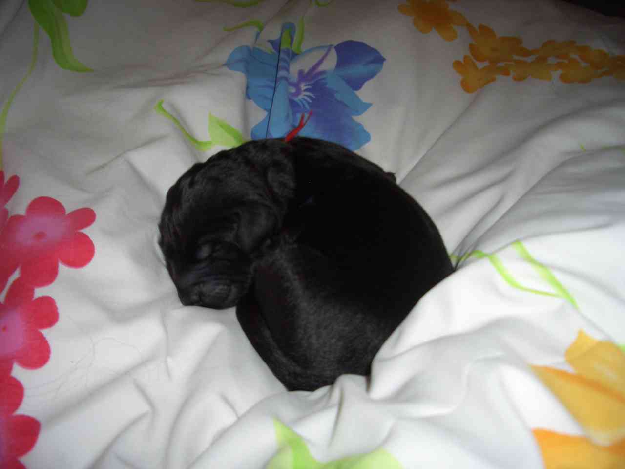 Duke