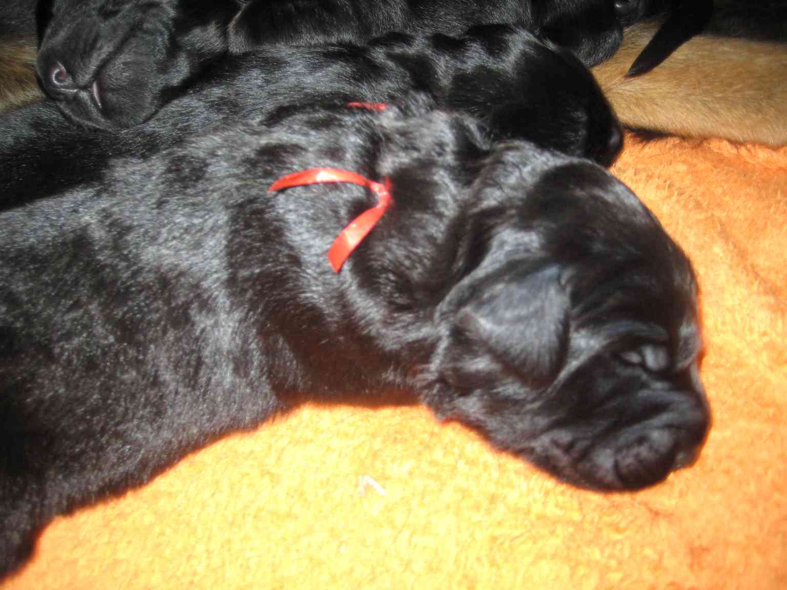 Duke