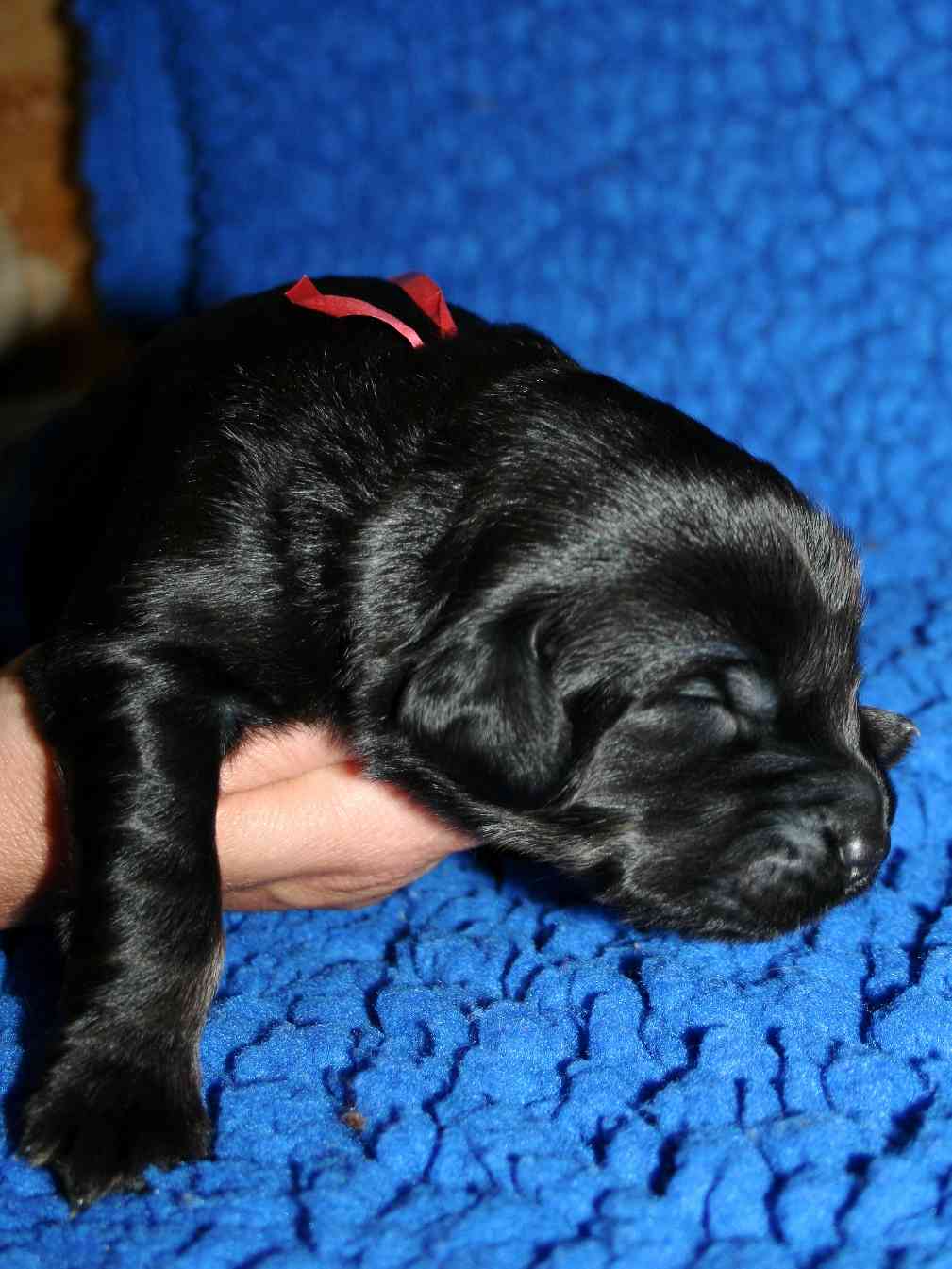 Duke