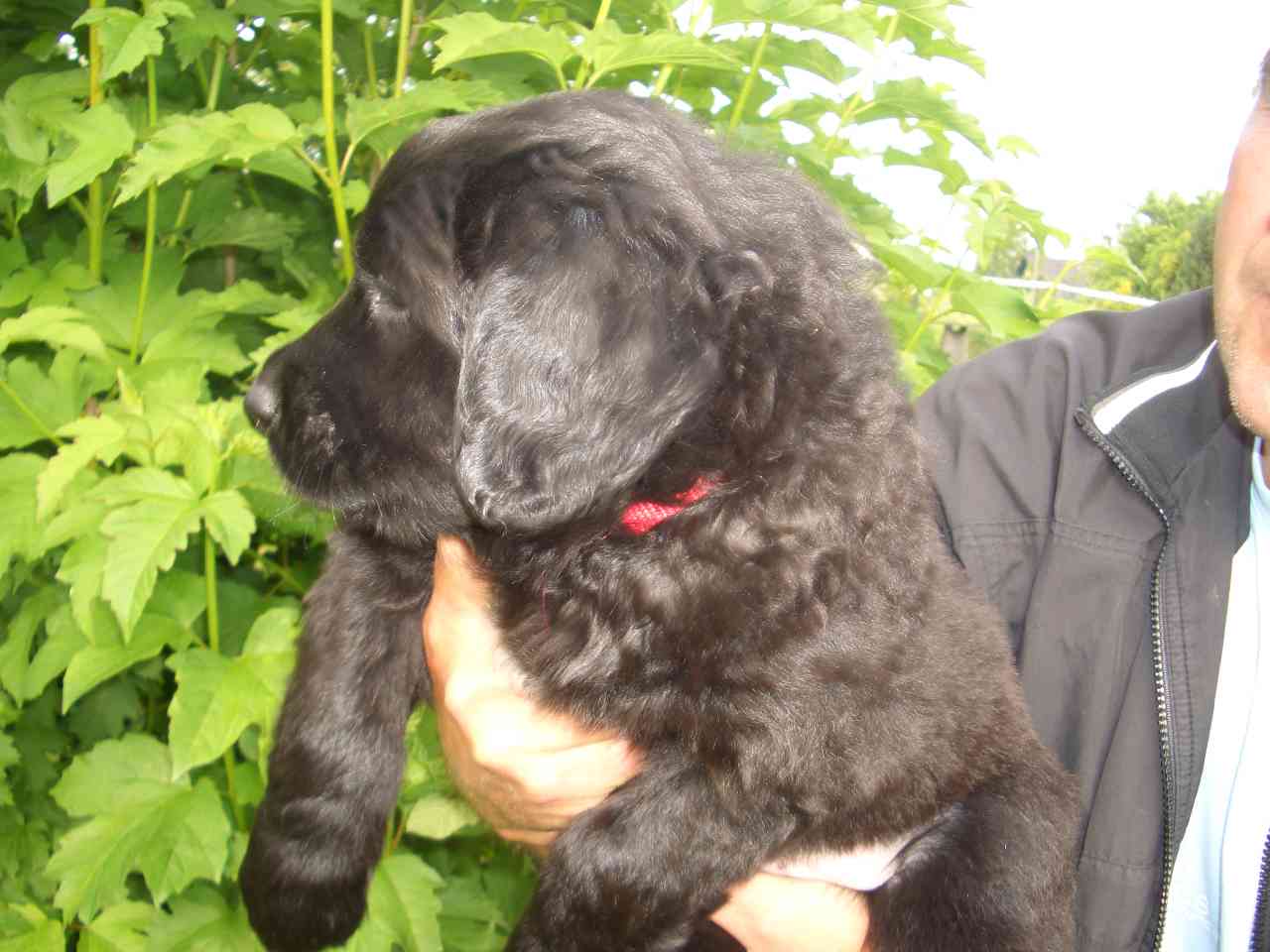 Duke