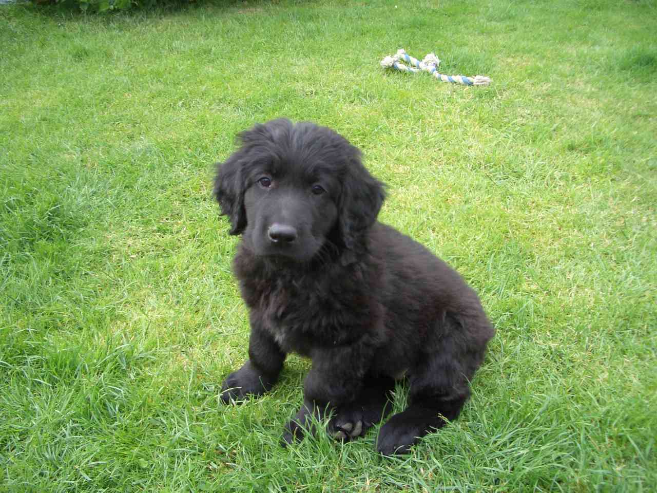 Duke