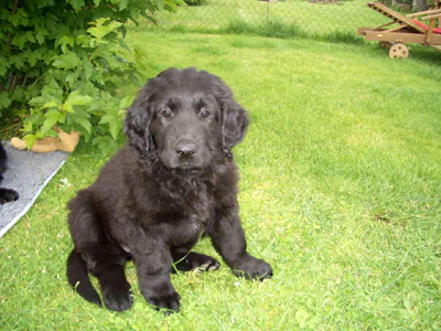 Duke