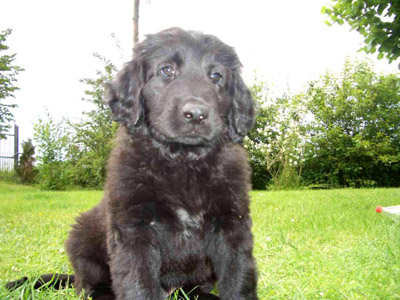 Duke