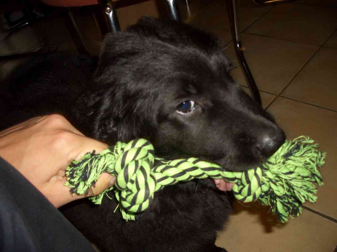 Duke