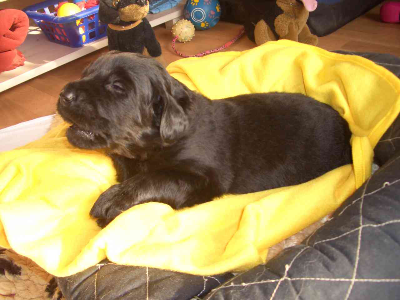 Duncan