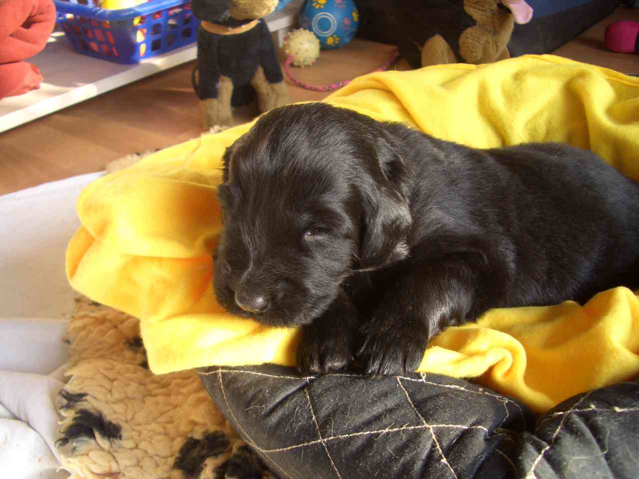 Duncan