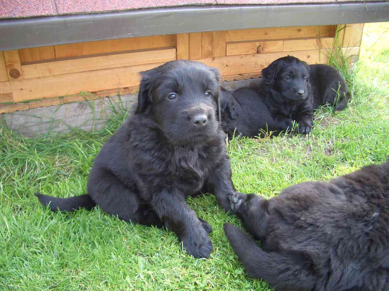 Duncan