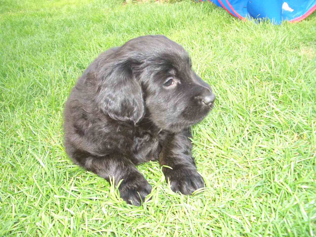 Duncan
