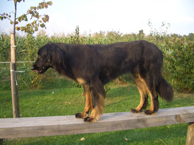 Dinah Despina