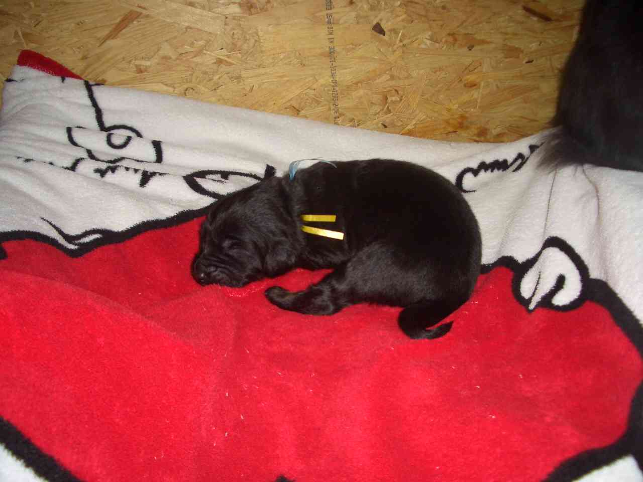 Edda