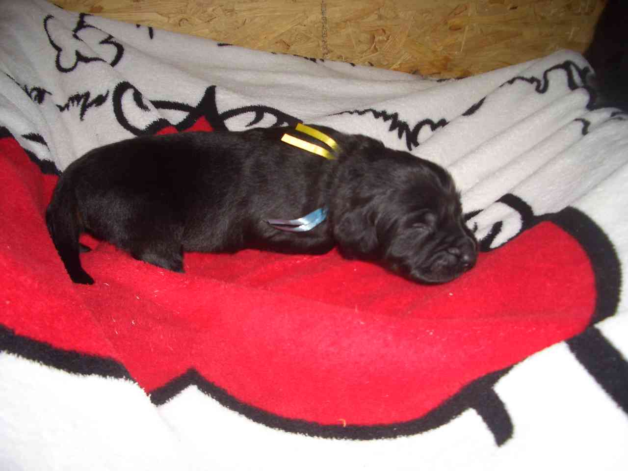Edda