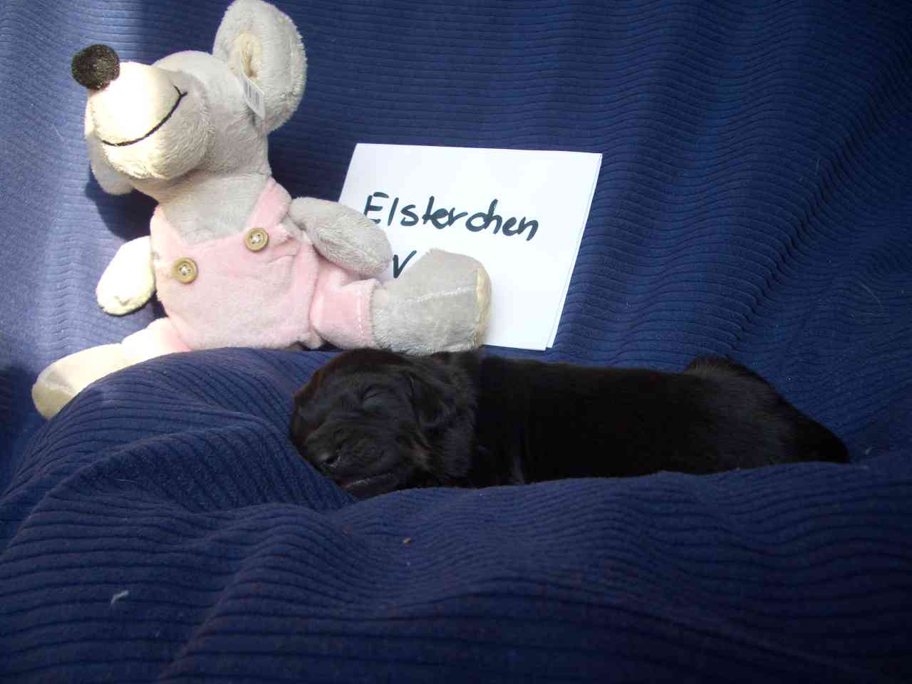Elsterchen