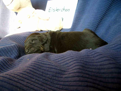 Elsterchen