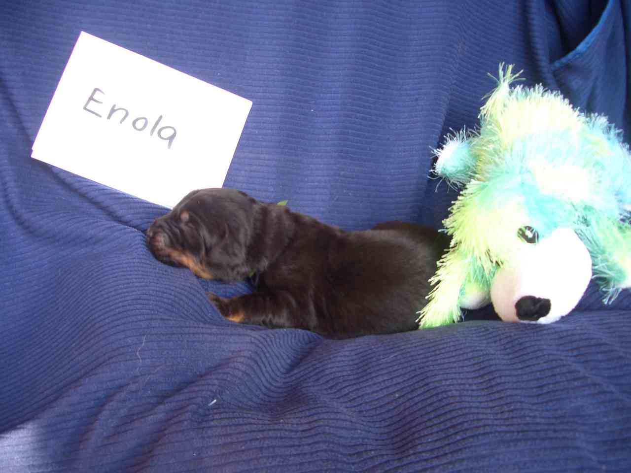 Enola