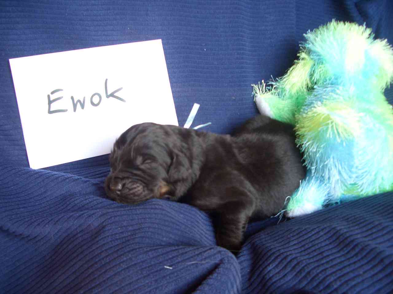 Ewok