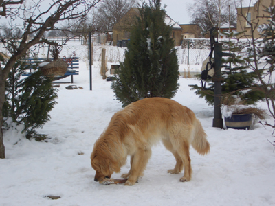 Balduin im Winter